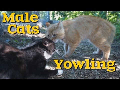 Stray Male Cats Yowling - Nearby Female In Heat