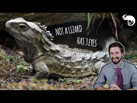 Tuatara, Not a Lizard?