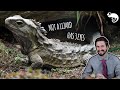 Tuatara, Not a Lizard?