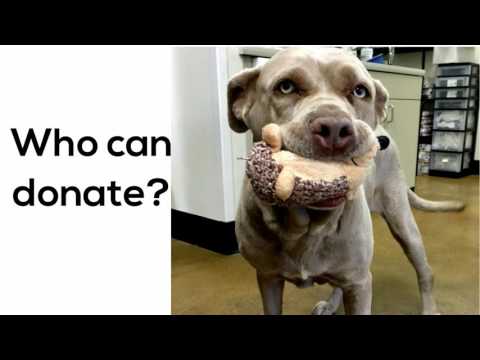 Can dogs & cats donate blood?