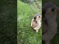 GroundHog Attacks Man For a Snack 😂