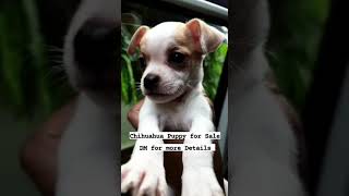 Chihuahua Puppies Videos