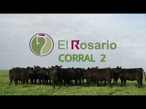 Vaquillonas - Estancia El Rosario