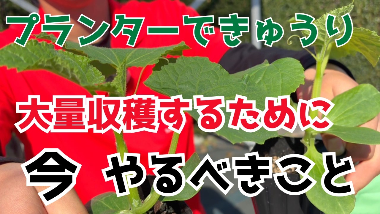【プランター】でのきゅうり栽培を成功させるために、これだけは知っておいてください【家庭菜園】