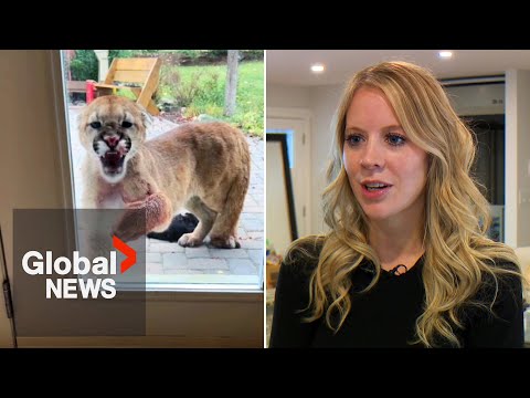 Cougar kills Alberta family’s cat, returns to house hours later