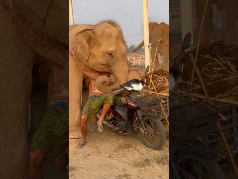 ช็อตเด็ด‼️ไม่ต้องทำงาน😲ช้างหวง‼️คน