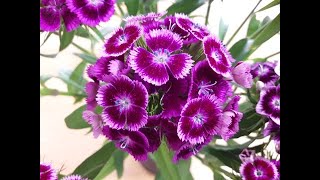 הסיפור הישראלי 207 - אור מחבר (הרב יצחק חי זאגא) - התמונה מוצגת ישירות מתוך אתר האינטרנט יוטיוב. זכויות היוצרים בתמונה שייכות ליוצרה. קישור קרדיט למקור התוכן נמצא בתוך דף הסרטון