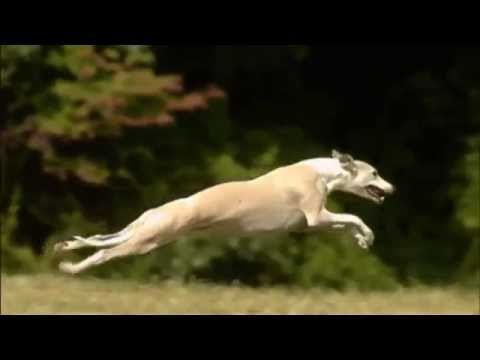 كلاب السلوقي - سرعة و لياقة و ألفة - the Whippets بجودة HD
