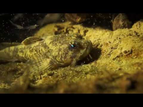 Jagende Groppe im Bodensee