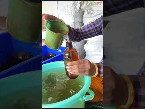 Gomutra Ark Distilled Cow Urine 200ML from Goseva (gomataseva.org)