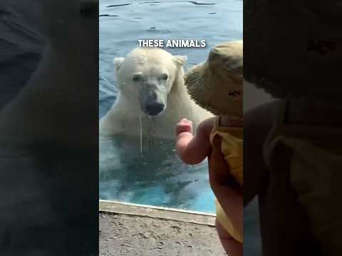 Baby has unexpected encounter with a Polar Bear 🤯