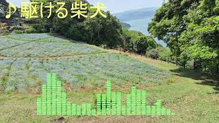 【BGMサンプル】駆ける柴犬【使用フリー・要クレジット】