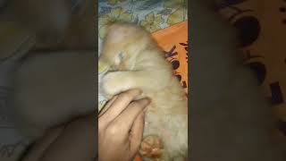 Even cats are ticklish 🐈