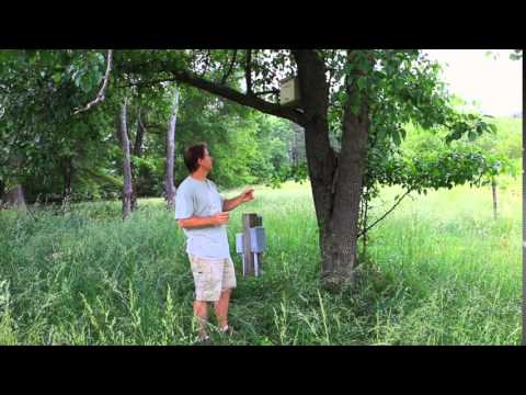 Using Bait Hives for Swarm Catching