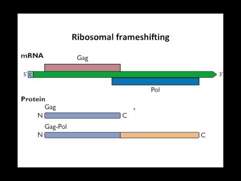 Virology 2013 Lecture #10 - Translation