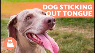 My DOG Keeps Sticking Their TONGUE Out 🐶👅 (9 Causes and Solutions)