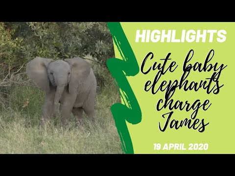 Highlights Adorable baby elephants mock charge at James