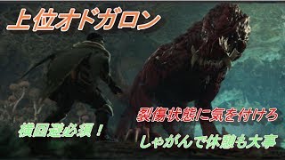 【MHW】　上位オドガロン 太刀ソロ