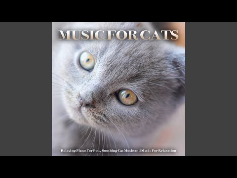 Background Music For Cats