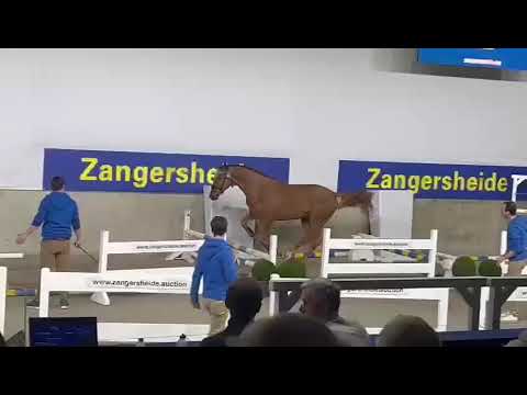 Coldplay VDM Z (Chacfly x Maui La Silla - Dollar girl)