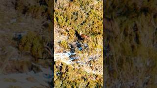 Lance a rebeco a 388m l Memorias de un rebequero.  #caza #lance