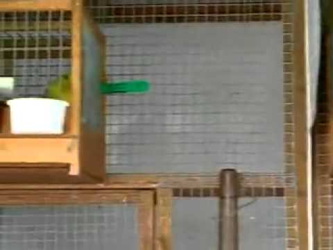Roller Canary Preparing for breeding season 1