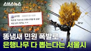 나무 뽑는 비용 4억이라고요? / 스브스뉴스
