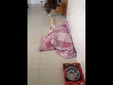 funniest animal videos of 2022 - funny golden retriever btdogs and cutest golden puppies  V.18422 #