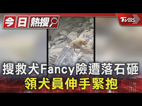 搜救犬Fancy險遭落石砸 領犬員伸手緊抱｜TVBS新聞 @TVBSNEWS01