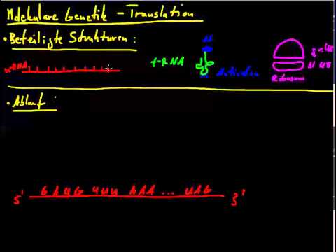 molekulare Genetik 05 - Translation