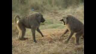 preview picture of video 'Baboon Fight during Uganda Safari'