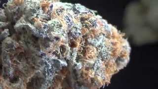 Sour Bubble, Sour Lifesaver, Sour Strawberry, Marionberry Kush, and Querkle BUDPORN.