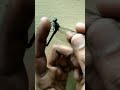 Thattaan Poochu Love