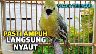 Download lagu SIRTU BETINA GACOR SUARA TERBARU PALING AMPUH UNTUK PANCINGAN SIRTU JANTAN AGAR BUNYI mp3