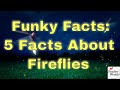 Studies Weekly Funky Facts: 5 Facts about Fireflies
