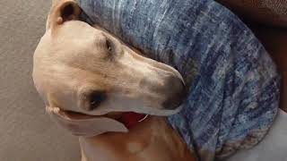 Video preview image #1 Mutt Puppy For Sale in Crystal, MN, USA