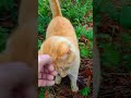Orange Tabby Meowing For Comfort Food ️ Shorts