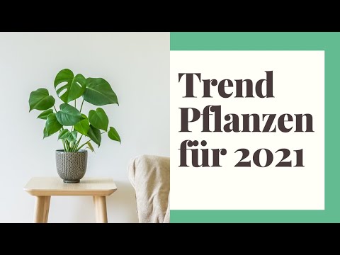 , title : '8 Pflanzen die 2021 im Trend sind!'
