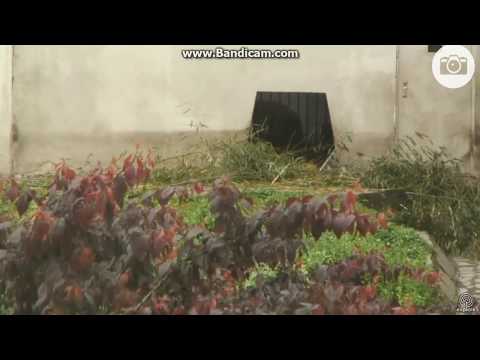 2017.06.04 THE PANDA IS YIBAO OR LULU?