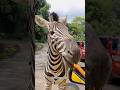 The Fun Of Feeding Zebras At The Safari Park Zoo
