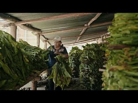 WACAY, Mujeres del Tabacal  / Trailer