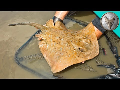 クレイジースティングレイキャッチ (Crazy Stingray Catch!)