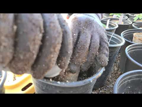 YDB Outdoor Transplant