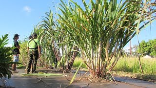 Sugarcane is not dead just different