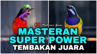 Download lagu MASTERAN SUPER POWER KONIN/KOLIBRI NINJA VS CUCAK CUNGKOK GACOR FULL TEMBAKAN TAJAM ISTIMEWA mp3 Download lagu MASTERAN SUPER POWER KONIN/KOLIBRI NINJA VS CUCAK CUNGKOK GACOR FULL TEMBAKAN TAJAM ISTIMEWA mp3