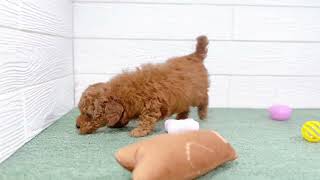 トイプードルの動画01