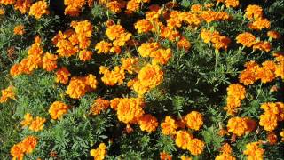 Remember Surrender by Sara Groves