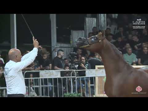 N 214 AJ AFJAN   The Arabian Horse Galilee Show 2023   Stallions 4 Years Old Class 23