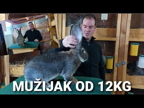 NAJVEĆI ORIJAŠI U SRBIJI | BELGISKI ORIJAŠI KOD MARKA MIRIĆA IZ MAGLIĆA | *GIANT RABBIT