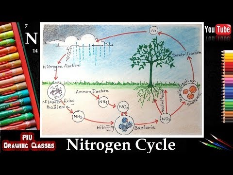 Beautiful Boho Nitrogen Cycle Art Print